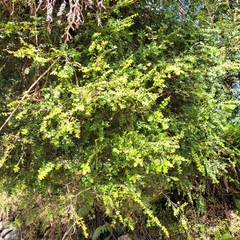 Metrosideros diffusa