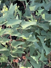 Erythrina herbacea