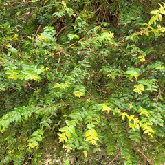 Metrosideros diffusa