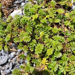 Acaena anserinifolia
