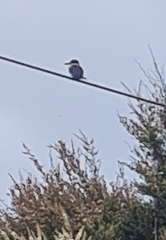 Todiramphus sanctus vagans