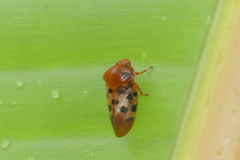 Cosmoscarta septempunctata