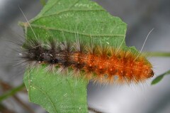 Spilarctia nydia