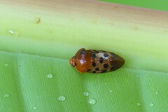 Cosmoscarta septempunctata