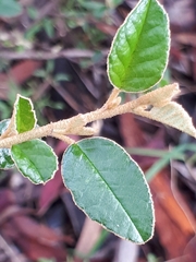 Pomaderris paniculosa paralia