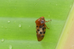 Cosmoscarta septempunctata