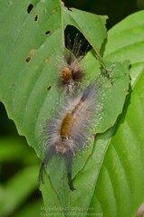 Dasychira chekiangensis