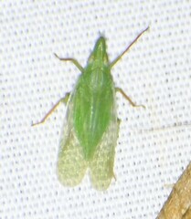 Rhynchomitra recurva