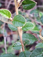 Pomaderris paniculosa paralia