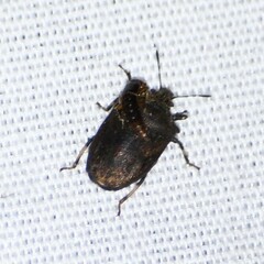 Amaurochrous cinctipes