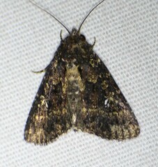 Condica albigera