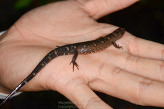 Tropidophorus sinicus