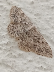 Scopula marginepunctata