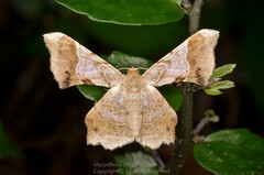 Krananda oliveomarginata