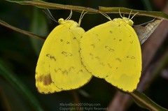 Eurema blanda
