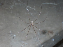 Crossopriza lyoni