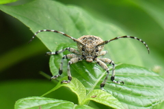 Coptops leucostictica