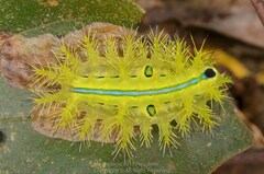 Quasithosea obliquistriga