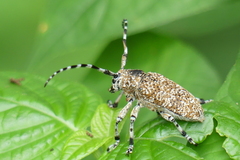 Coptops leucostictica