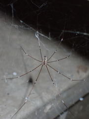 Crossopriza lyoni