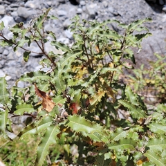Olearia ilicifolia