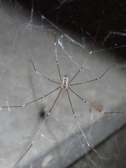 Crossopriza lyoni