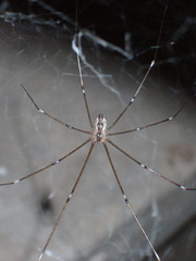 Crossopriza lyoni