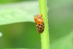 Cosmoscarta septempunctata