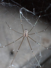 Crossopriza lyoni