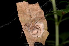 Hamadruas hieroglyphica