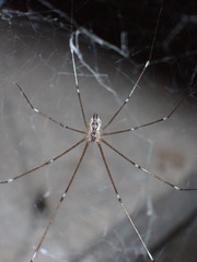 Crossopriza lyoni