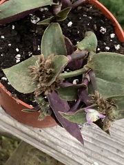 Tradescantia cerinthoides