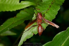 Polistes strigosus