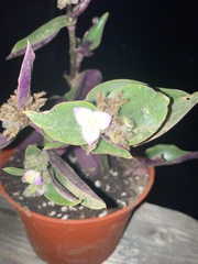 Tradescantia cerinthoides
