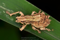 Episomus chinensis
