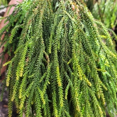 Dacrydium cupressinum
