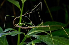 Clitumninae