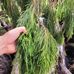 Dacrydium cupressinum
