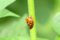 Cosmoscarta septempunctata