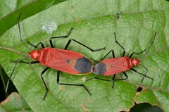 Dindymus sanguineus