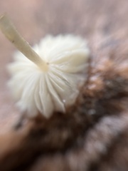 Leucocoprinus fragilissimus