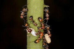 Camponotus nicobarensis