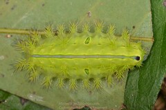 Quasithosea obliquistriga