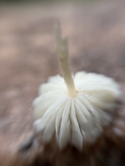 Leucocoprinus fragilissimus
