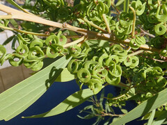 Acacia holosericea