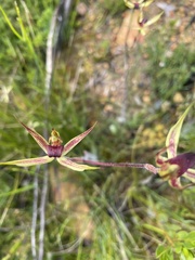 Caladenia leptochila