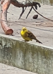 Emberiza citrinella caliginosa