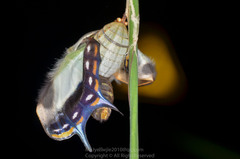 Polyura athamas