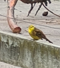 Emberiza citrinella caliginosa