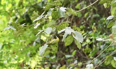 Aegithina lafresnayei